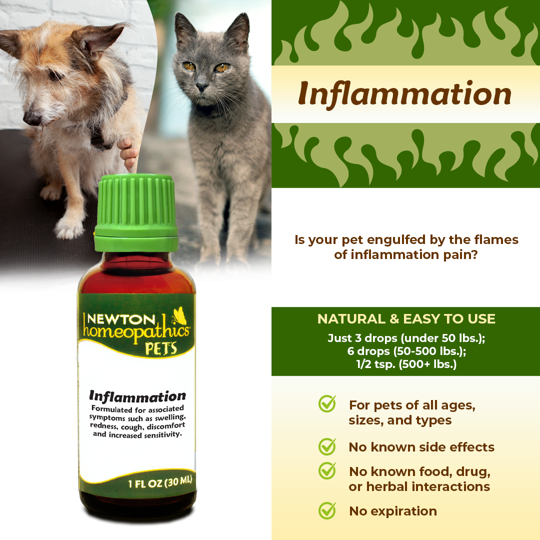 Pets Inflammation